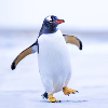 Fotolog de pinguino02